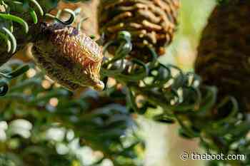 That Clump in Your Christmas Tree Isn't a Pinecone