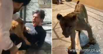 Terrifying moment pet lion attacks screaming man while he tried to take a selfie