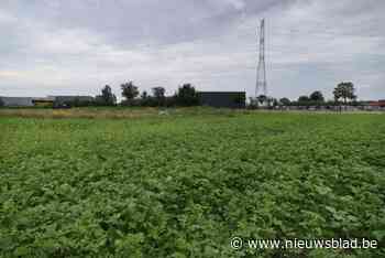 Eerste windmolen van Bree botst op beroep van pionier in windenergie: “Anderhalf voetbalveld draait rond in de lucht”