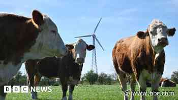 Flatulence tax: Denmark agrees deal for livestock emissions levy