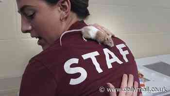 Overwhelmed pet owner surrenders one THOUSAND mice that were breeding so quickly he couldn't keep up