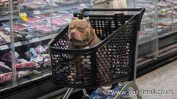 Why this photo of a dog sitting in a trolley at Coles has divided shoppers: 'Arrogant'