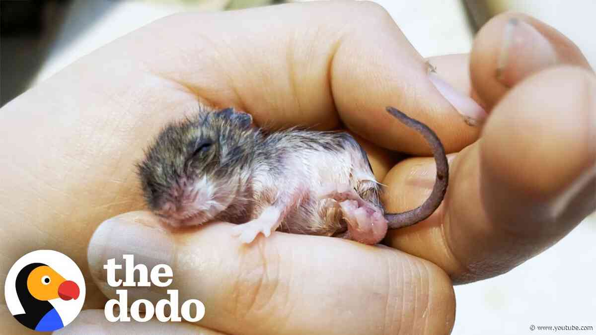 Woman Rescues Tiny Mouse The Size Of A Fingernail | The Dodo