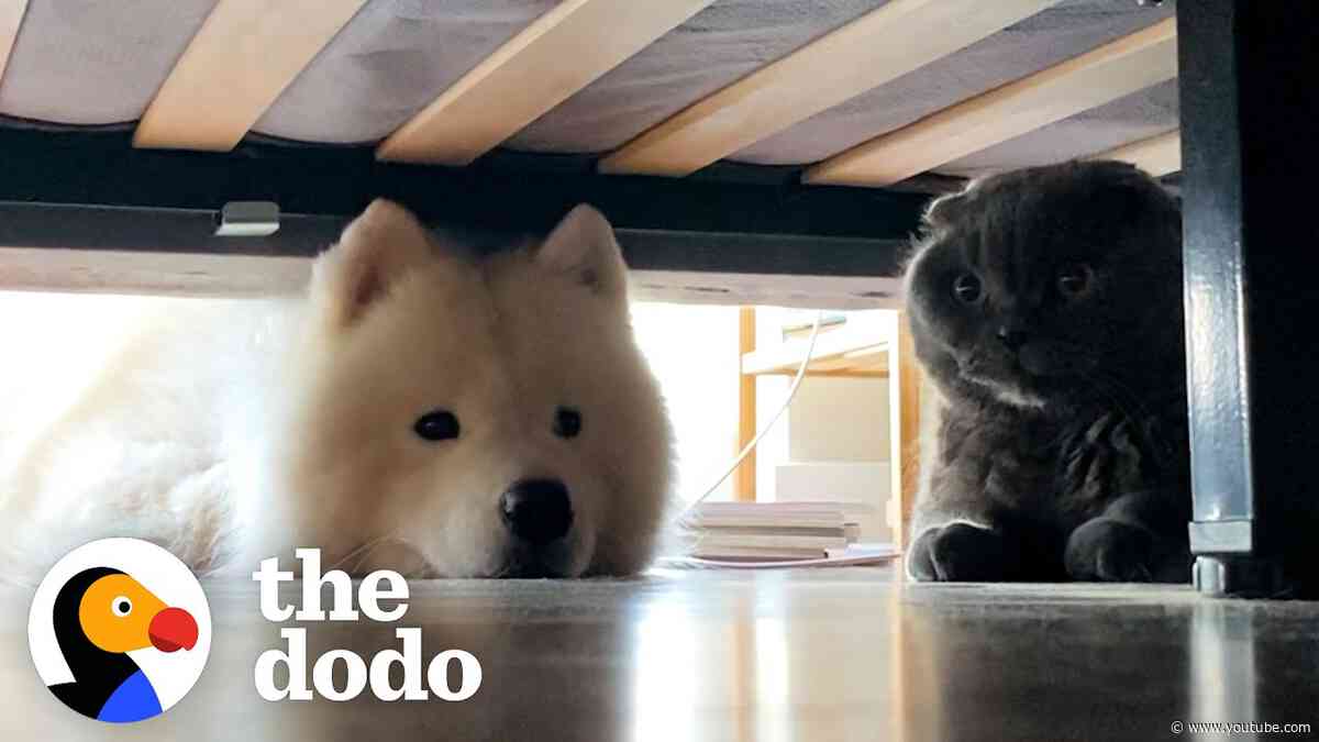 5 Times VERY Persistent Dogs Convinced Cat Siblings To Love Them Back | The Dodo