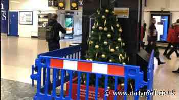 Britain's saddest Christmas tree: The threadbare festive firs already being mocked as they go on display in towns and cities across the UK