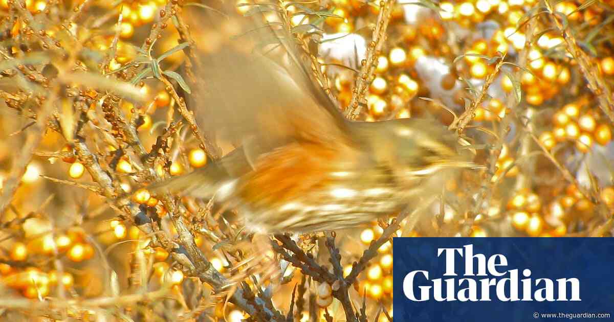 Country diary: The redwings have arrived – but why are they so skittish? | Mark Cocker