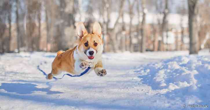 Expert reveals exact temperature when it’s too cold to walk your dog in the snow