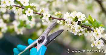 Gardening expert's 'incredibly easy to grow' winter plants that 'sparkle'