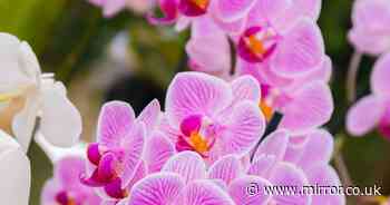 Gardeners explain how to get orchids to 'repeat bloom' with easy task