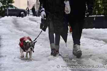 Can you walk dogs in snow? What temperature is too cold for pets amid cold snap