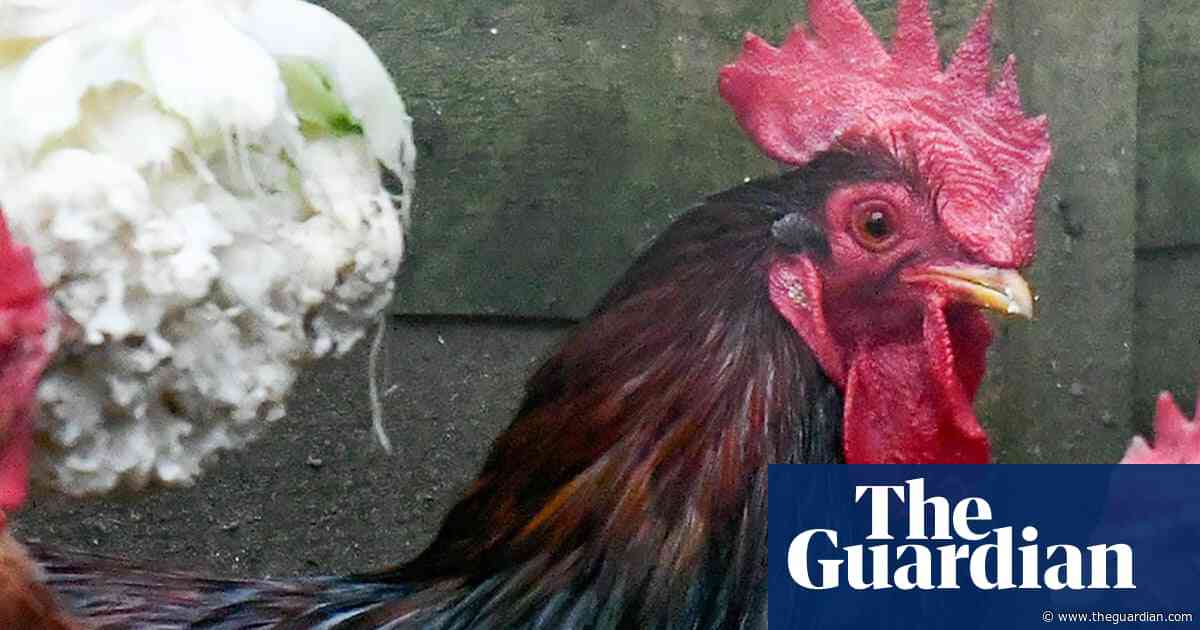 Cock-a-doodle-don’t: man fined over cockerel’s morning noise