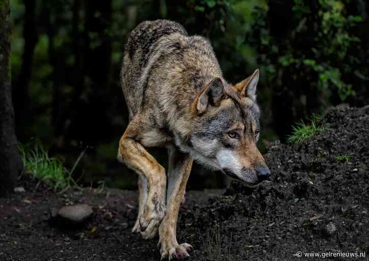 Wolf gespot in de buurt van zorginstelling in Arnhem