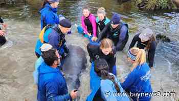 SeaWorld Orlando, multiple partners help rescue distressed manatee in North Carolina