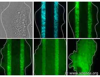 Promiscuous Janus kinase binding to cytokine receptors modulates signaling efficiencies and contributes to cytokine pleiotropy | Science Signaling