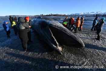 Crowd forms on Alaskan beach after giant whale carcass washes ashore