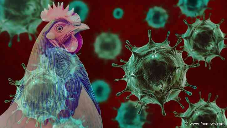 Bird flu surges in several US states with reports of new outbreaks: 'Getting worse'