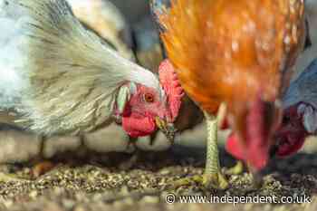 The number of cases of H5N1 bird flu is growing - but can it be caught by eating chicken?