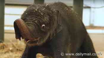 Quirky baby elephant named Kirby takes first steps at Houston Zoo