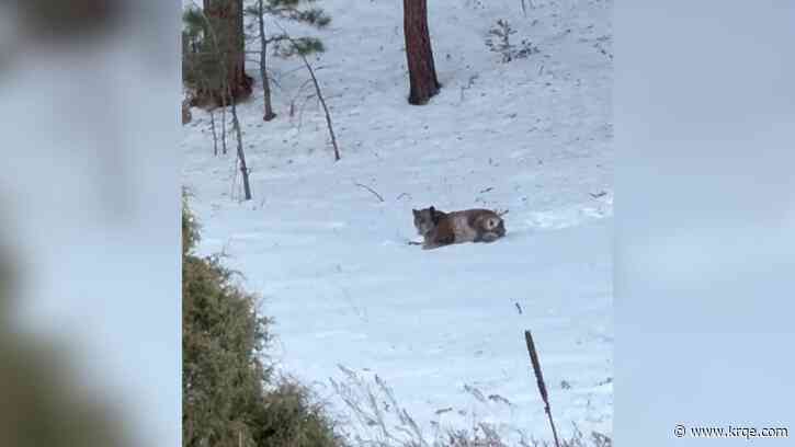 VIDEO: Black Bear plays in the snow in northern New Mexico