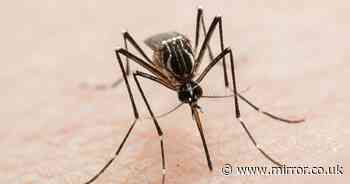 Scientists on high alert against invading mosquitos with tropical viruses - full list of UK areas