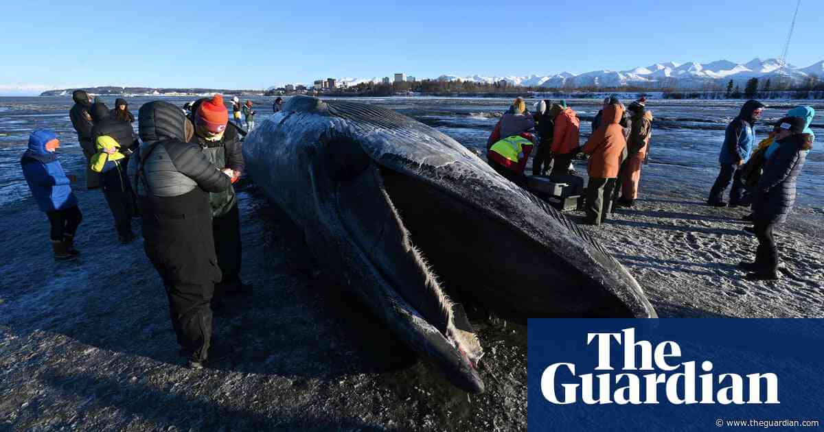 Carcass of giant fin whale draws scores of onlookers to Alaska beach