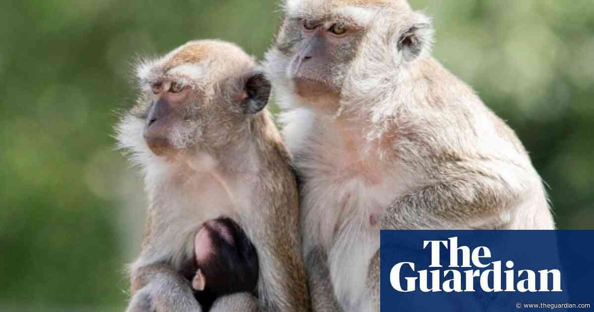 Four monkeys still free weeks after escaping South Carolina facility