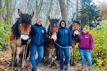 Meer vrouwen in de wereld van het trekpaard? Paardenlichtstoeten proberen tij te keren