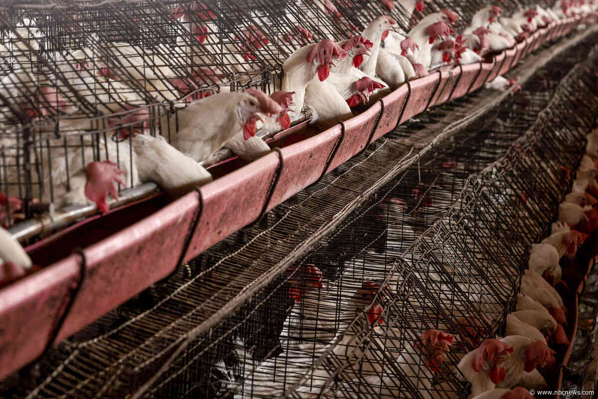 California child tests positive for bird flu with no known exposure to infected animals