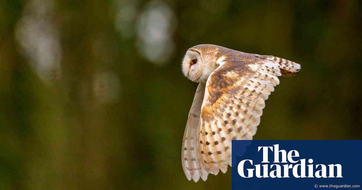 Country Diary: Flushing out barn owls with an explosive sneeze | Derek Niemann