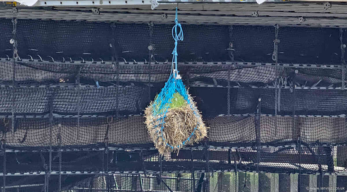 Ancient London law requires a bale of hay to hang from a road bridge