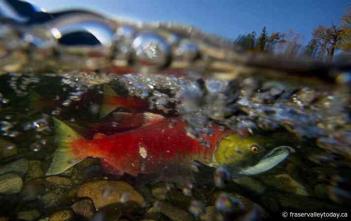 Urban salmon return to Metro Vancouver streams to spawn and inspire recovery efforts