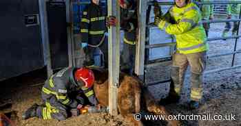 Animal rescue: Oxfordshire fire fighters save trapped cow