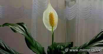 Woman's peace lily transformed by '30-second' fix that anyone can do at home