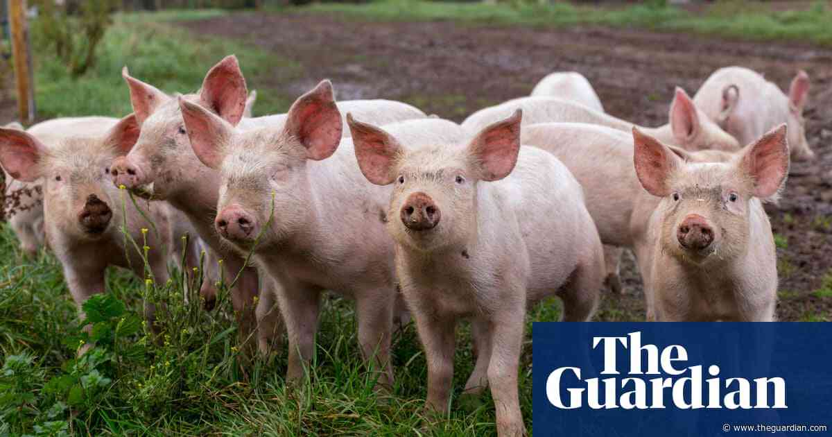 UK failing animals with just one welfare inspector for every 878 farms – report