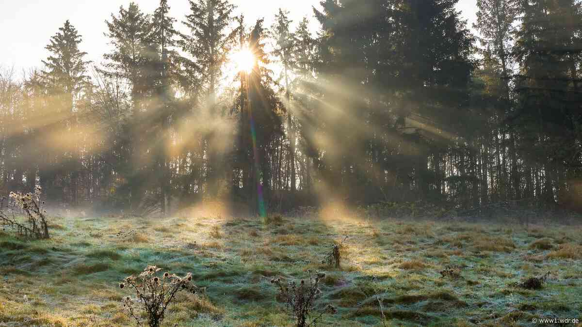 Finanzielle Nachteile durch Nationalpark Reichswald