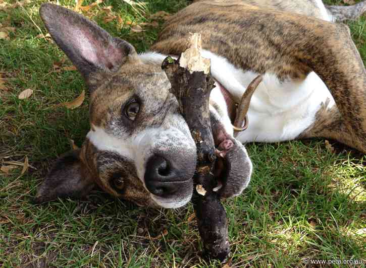 Progress: NSW Takes Steps to Limit Puppy Farming 