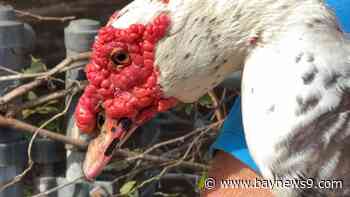 Muscovy Sanctuary is asking for help following Hurricane Milton