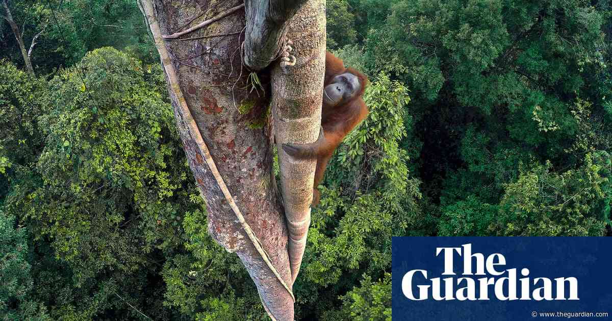 A Bornean orangutan on a fearless quest for figs: Tim Laman’s best photograph