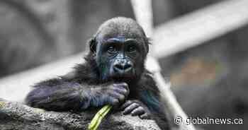 Human error caused gorilla death at Calgary Zoo: officials