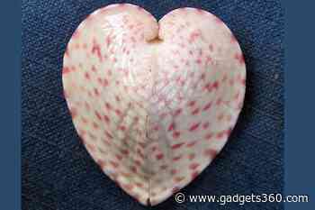 Heart-Shaped Clams Channel Sunlight Using Fiber Optic-Like Structures, Says Study