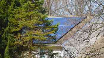 Should You Cut Down Your Trees Before Installing Solar Panels?