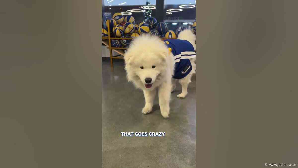 I think we found Steph Furry 🐶👋  | #shorts #nba #dog