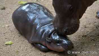 Need a Break? Watch Moo Deng, the Viral Pygmy Hippo, on a 24/7 Livestream