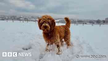 Snow turns parts of Wales into 'winter wonderland'