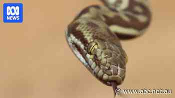 Bizarre scenes as stowaway snake delays Virgin flight from WA’s far north