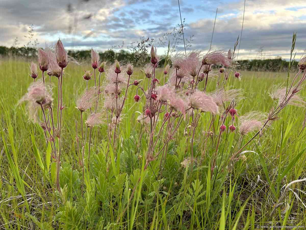 Endangered grassland near Neepawa to be protected