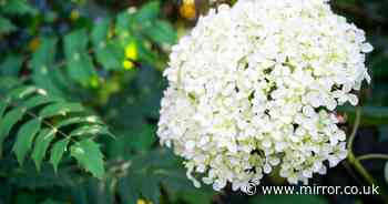 Hydrangeas saved from turning brown by gardeners who do these 5 things now