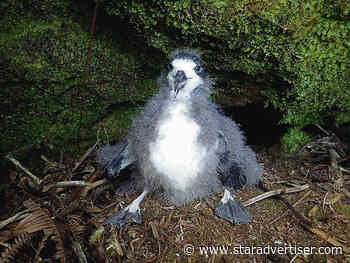 Suit filed against Maui County over lights, endangered seabirds