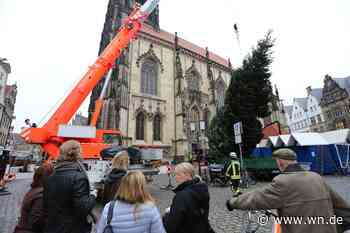 Die Weihnachtstanne ist zurück in ihrer Geburtsstadt