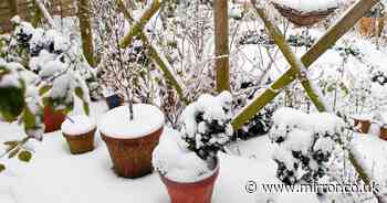 Gardeners urged 'do one thing' now as snow blankets UK gardens